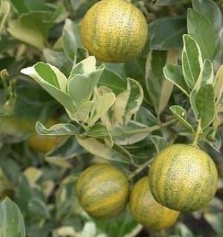 6%20Yaş%20Aşılı%20Alacalı%20Calamondin%20Süs%20Mandalinası%20Fidanı,%20Saksıda