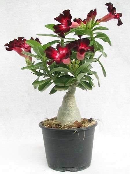 Adenium%20Çöl%20Gülü%20Çiçeği%20Fidanı