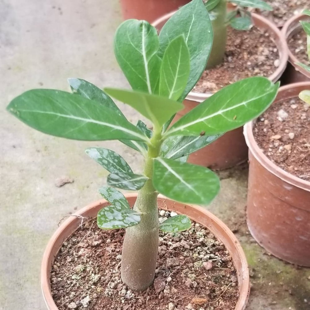 Adenium%20Çöl%20Gülü%20Çiçeği%20Fidanı