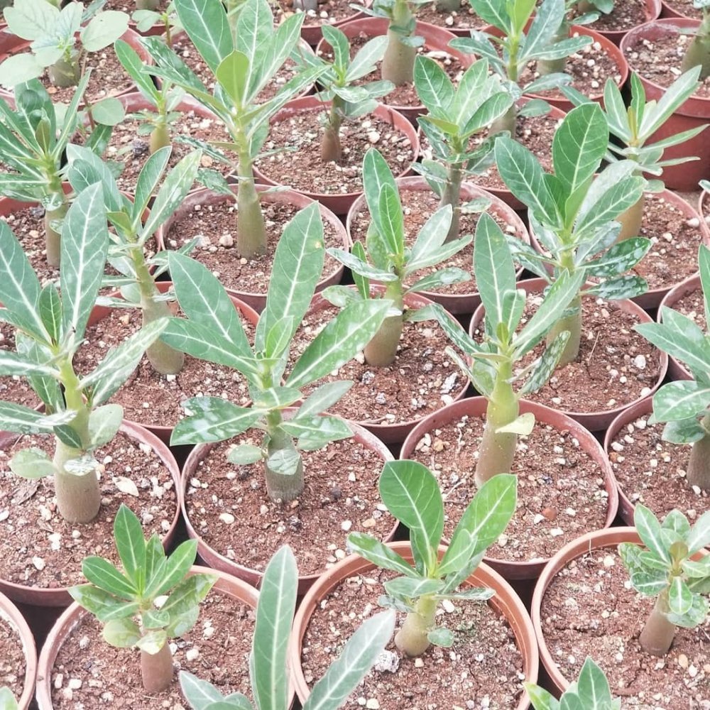 Adenium%20Çöl%20Gülü%20Çiçeği%20Fidanı