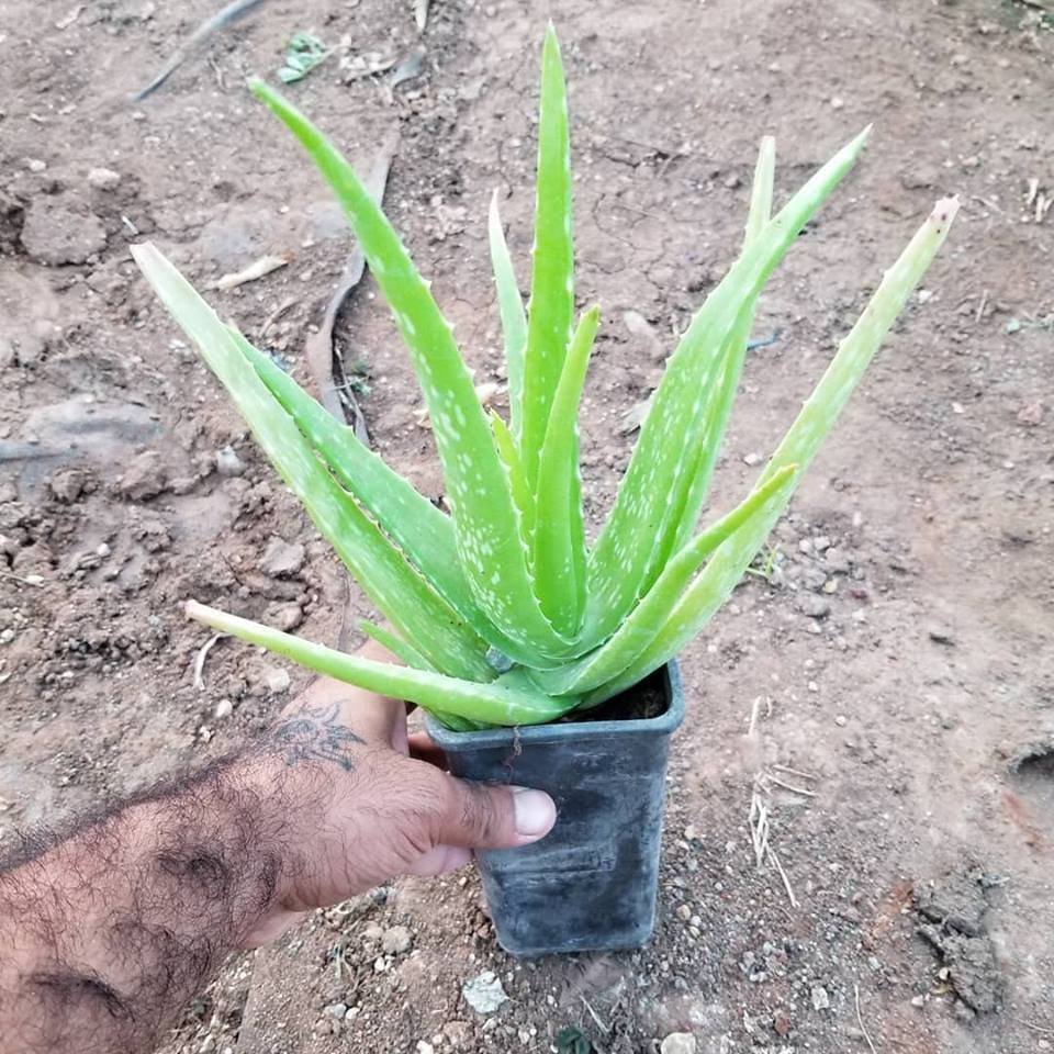 Tüketilebilir%20Aloevera,%20Küçük%20Boy,%20Torbada