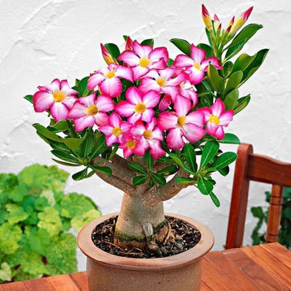 Arabic%20Adenium%20Çöl%20Gülü%20Çiçeği%20Fidanı