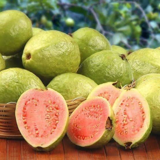 Bodur%20Pembe%20Guava%20Fidanı,%20Saksıda