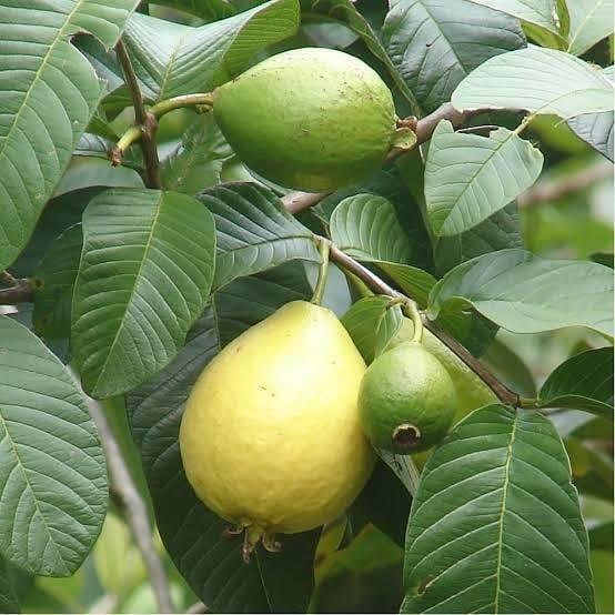 Bodur%20Sarı%20Guava%20Fidanı,%20Saksıda