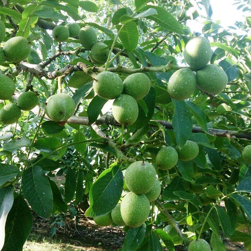 Aşılı%20Bilecik%20Cevizi%20Fidanı,%20Torbada