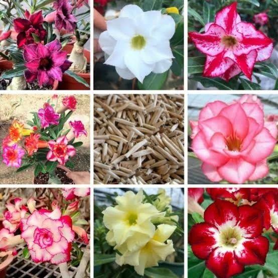 8%20Adet%20Adenium%20Çöl%20Gülü%20Çiçeği%20Fidanı%20Pakedi%20(Mix%20Karışık)