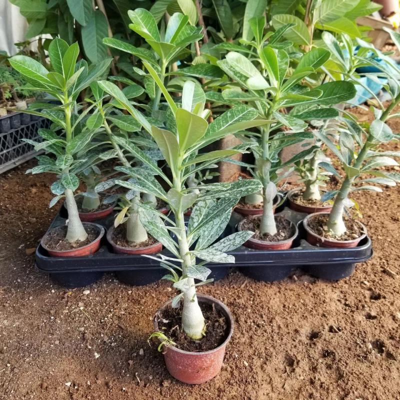 8%20Adet%20Adenium%20Çöl%20Gülü%20Çiçeği%20Fidanı%20Pakedi%20(Mix%20Karışık)