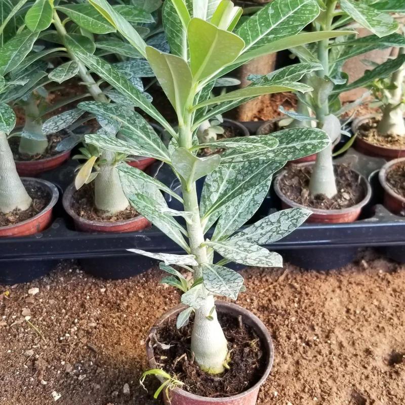 8%20Adet%20Adenium%20Çöl%20Gülü%20Çiçeği%20Fidanı%20Pakedi%20(Mix%20Karışık)