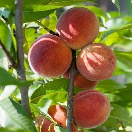 3%20Yaş%20Aşılı%20Şeftali%20DIXIRED%20Fidanı,%20Torbada