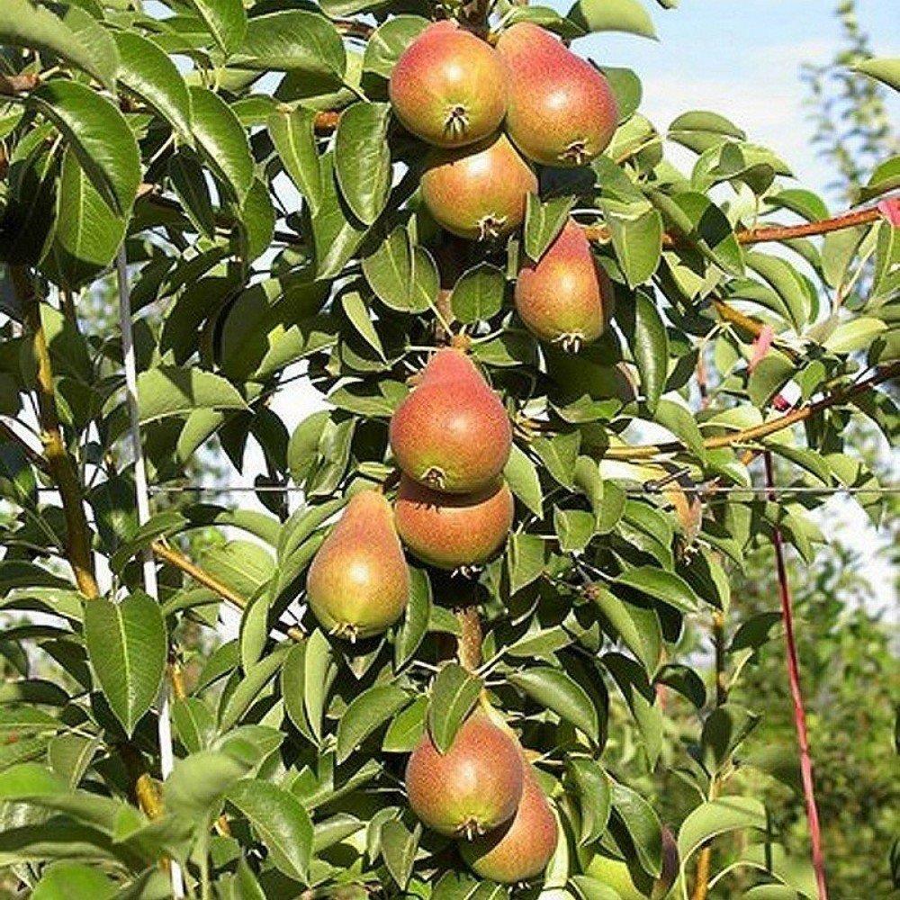 Tüplü,%20Aşılı,%20CARMEN%20Armut%20Fidanı