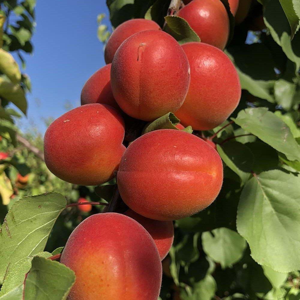 Tüplü%20Aşılı%20Zaiges%20Red%20Moon%20Cinsi%20Kayısı%20Fidanı%20+80cm