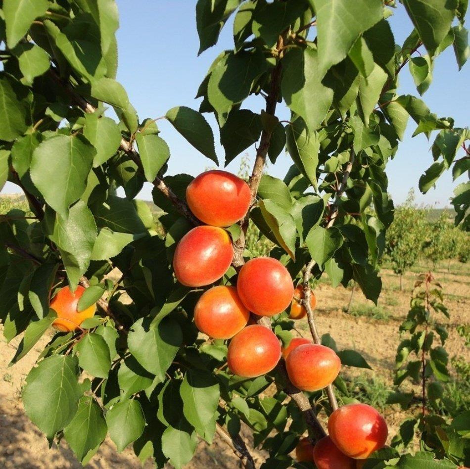 Tüplü%20Aşılı%20Aldeniz%20Perfect%20Red%20Cinsi%20Kayısı%20Fidanı%20+80cm