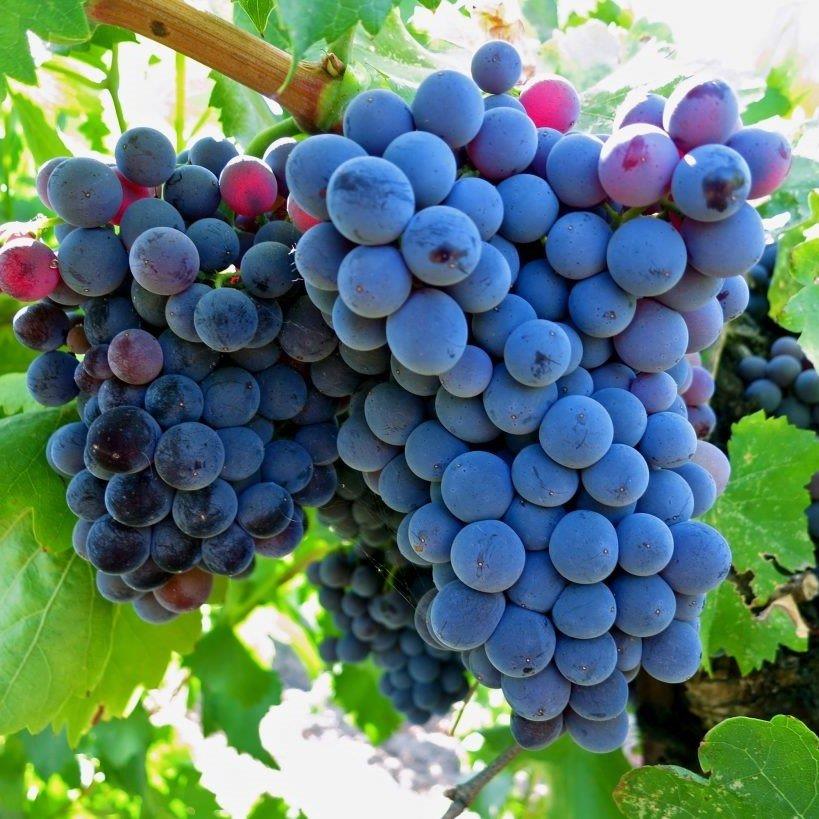 Grenache%20Cinsi%20Üzüm%20Fidanı