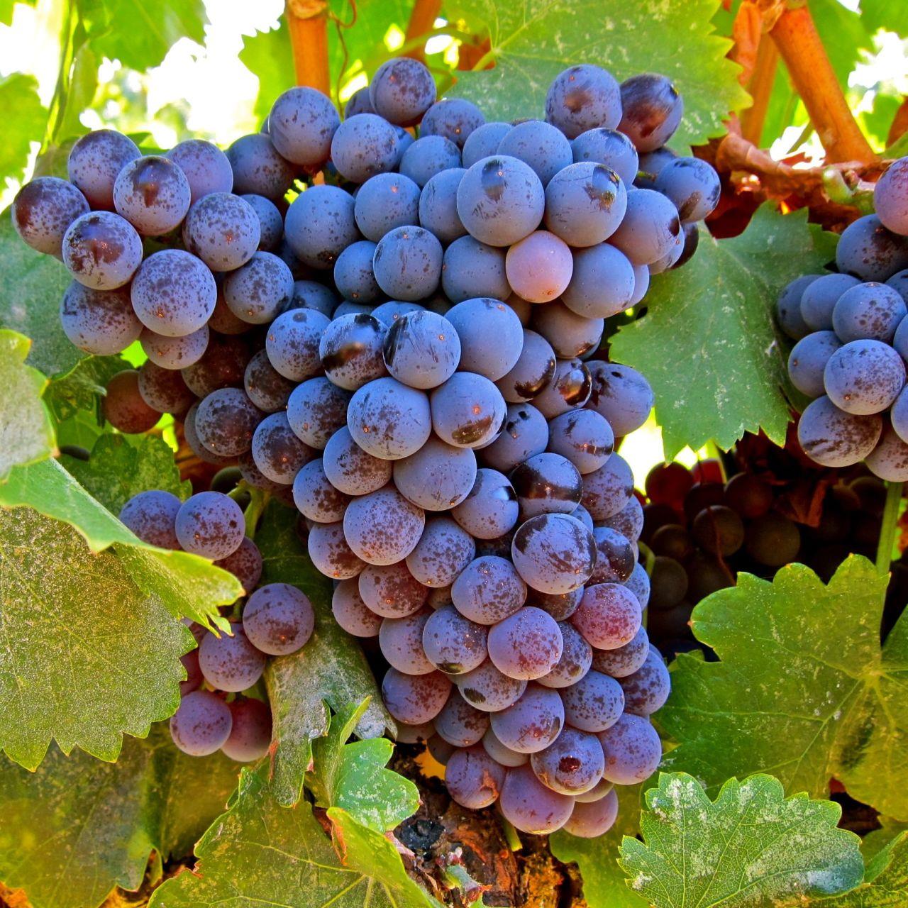 Grenache%20Cinsi%20Üzüm%20Fidanı