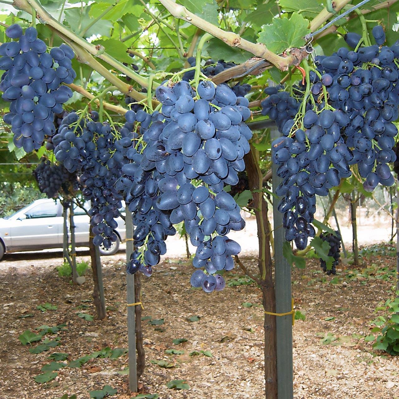 Çekirdeksiz%20Siyah%20Hatun%20Parmağı%20Cinsi%20Üzüm%20Fidanı