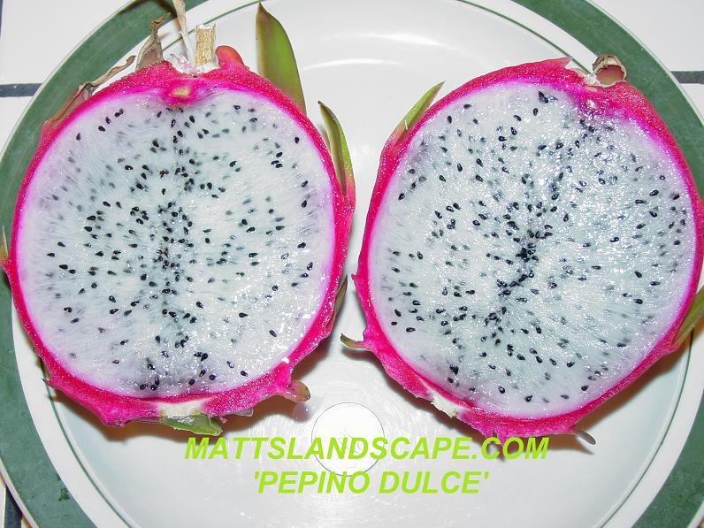 Pepino%20Dulce%20(Özel%20Tür)%20Ejder%20Meyvesi%20Pitaya%20Fidanı