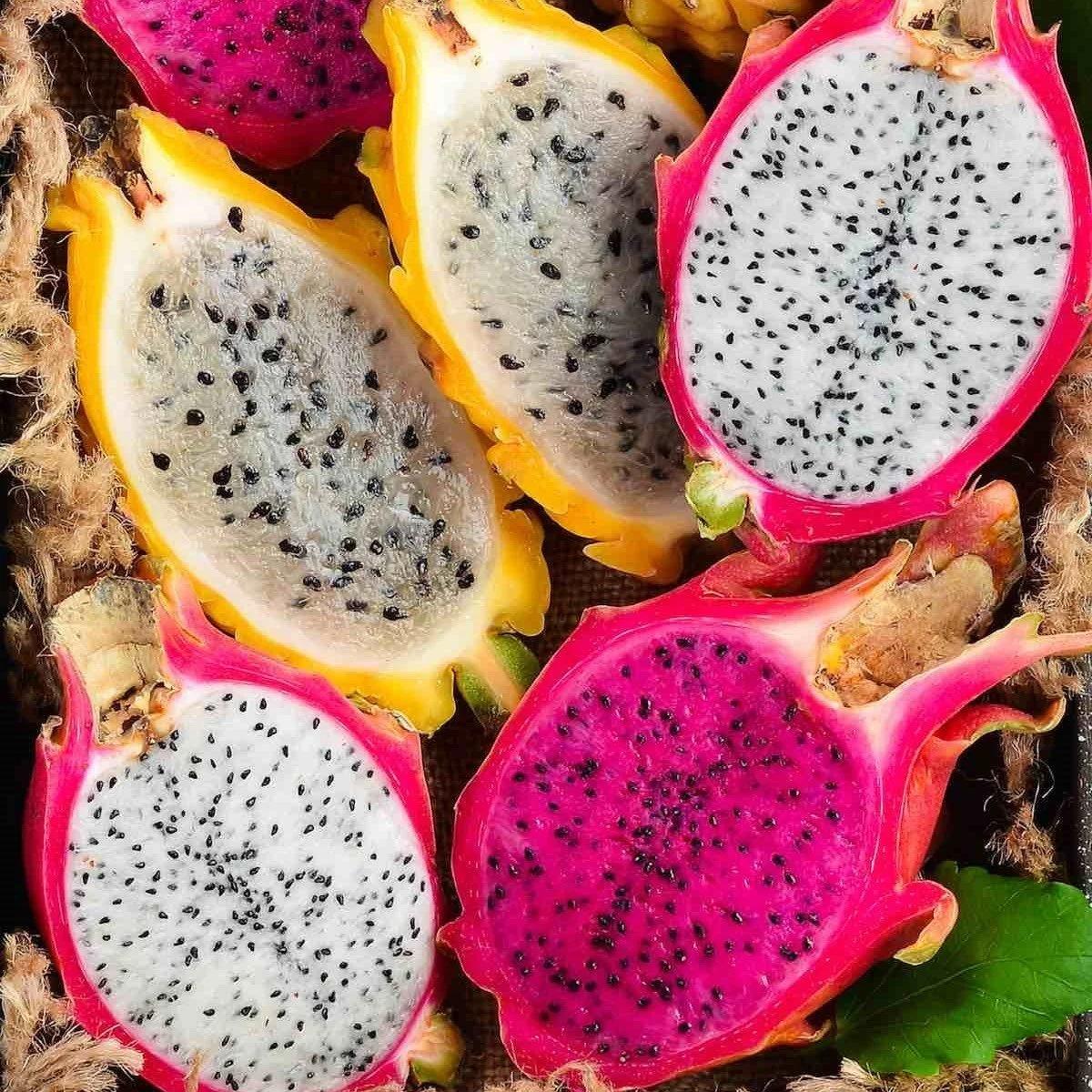 Saksıda%20Bodur%20Pitaya%20Pakedi%20(Beyaz-Sarı-Kırmızı)