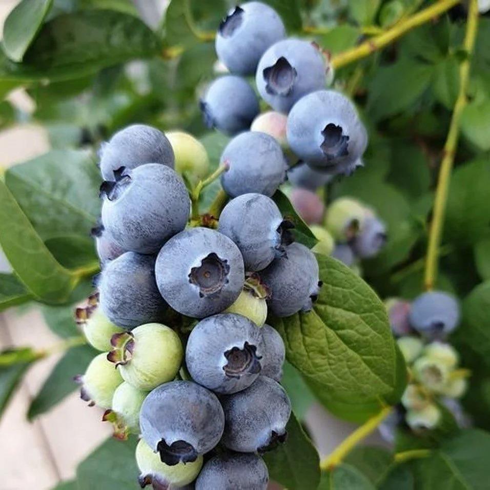 DARROW%20Cinsi%20Yaban%20Mersini%20Blueberry%20Fidanı,%20Tüplü