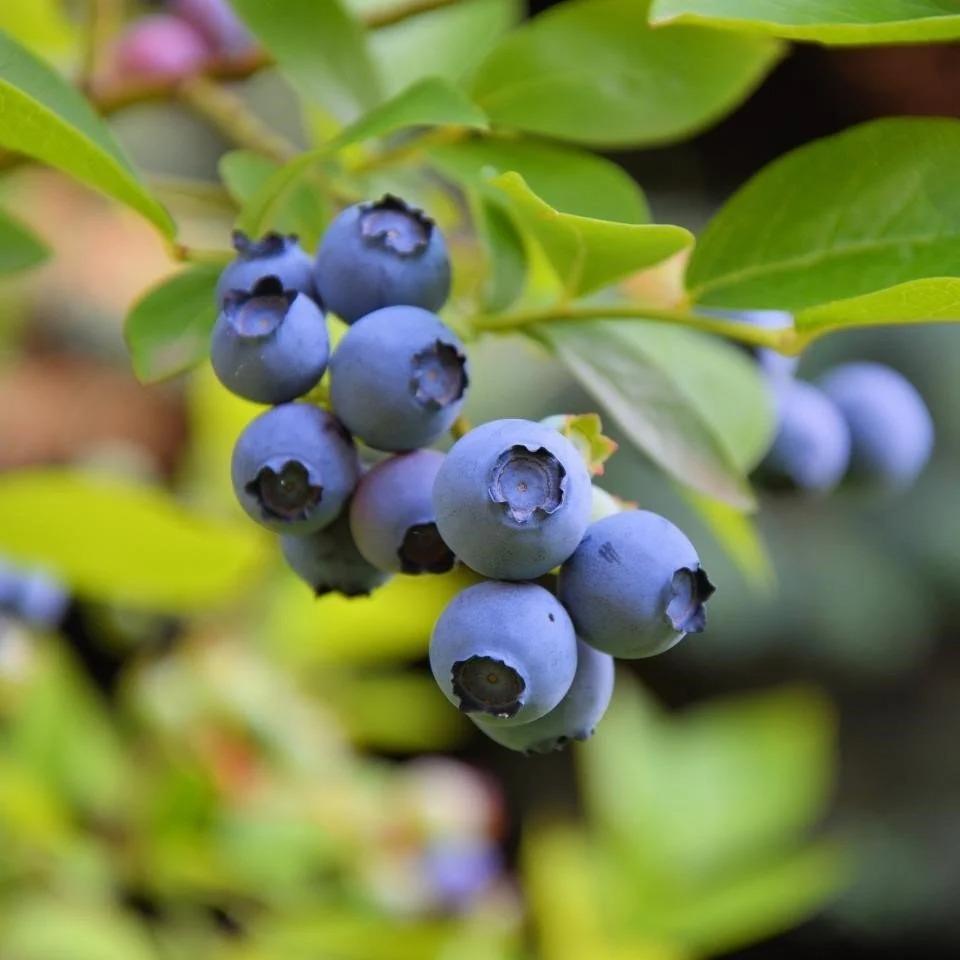 DARROW%20Cinsi%20Yaban%20Mersini%20Blueberry%20Fidanı,%20Tüplü