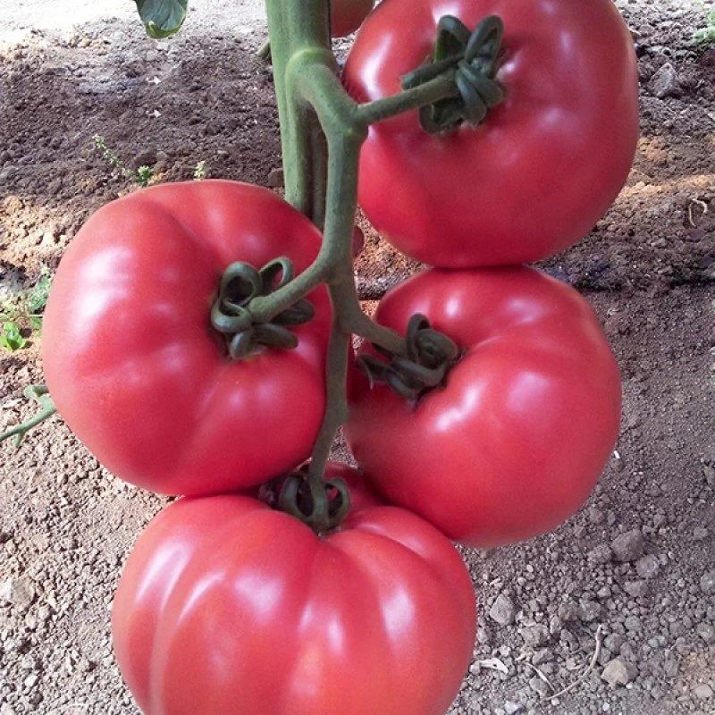 5%20Adet%20Gülpembe%20Köy%20Domates%20Fidesi