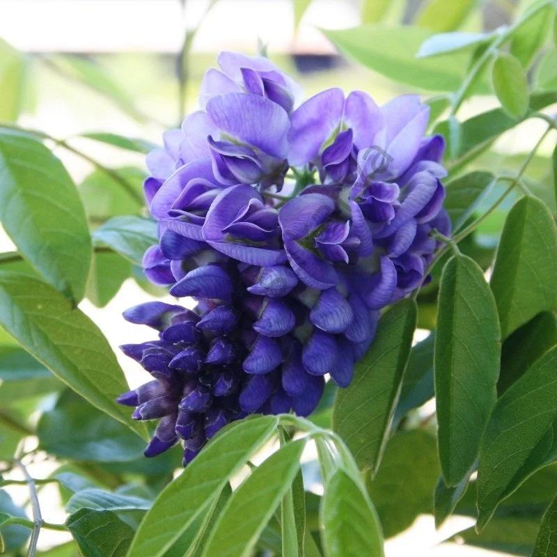 Geçci%20Mor%20Salkım%20Fidanı%20(Wisteria%20Frutescens%20Amethyst%20Falls)