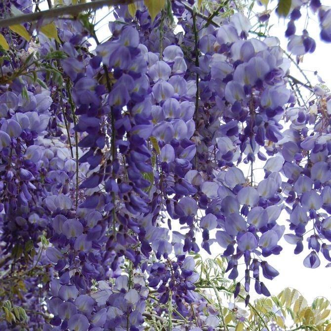 Mor%20Salkım%20Fidanı%20(Wisteria%20Sinensis%20Prolific)