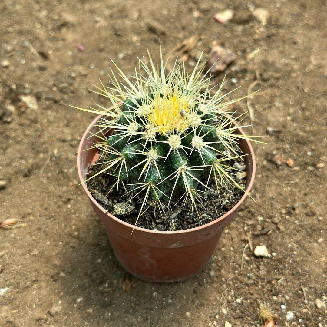 Echinocactus%20Grusonii%20-%20Altın%20Fıçı%20Kaktüsü%20(8%20lik%20Saksıda)