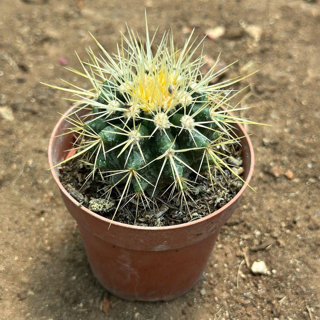 Echinocactus%20Grusonii%20-%20Altın%20Fıçı%20Kaktüsü%20(8%20lik%20Saksıda)