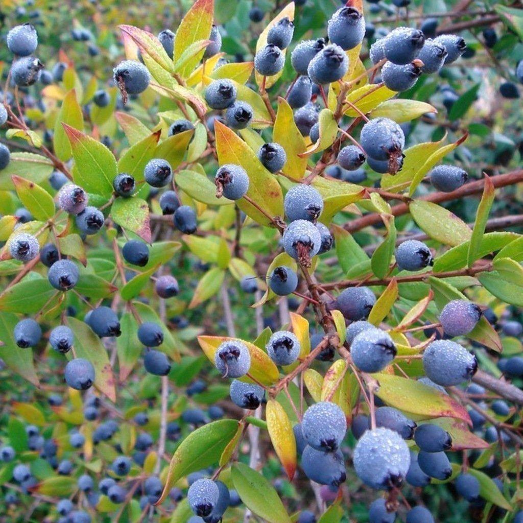 Siyah%20Hambeles%20(Murt)%20Fidanı%20(Tüplü)