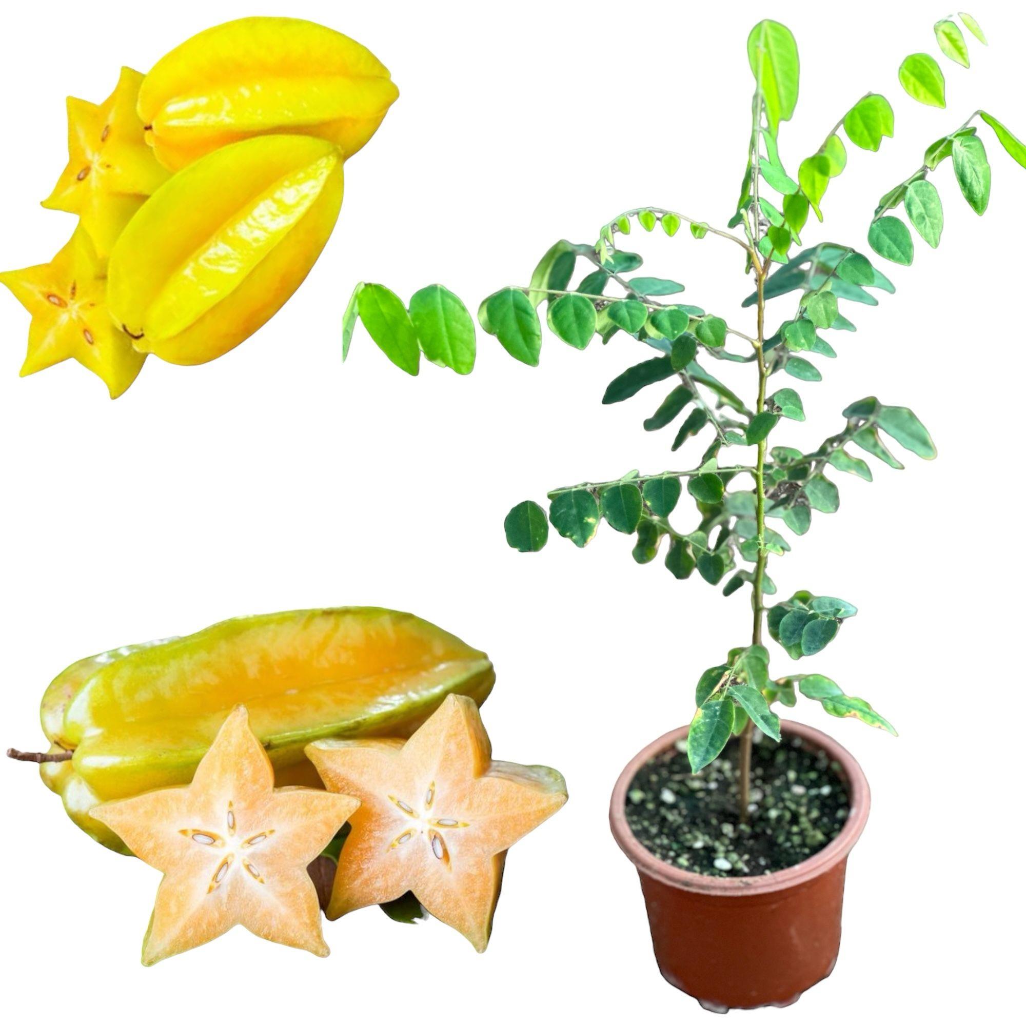 Carambola%20(Yıldız%20Meyvesi)%20Star%20Fruit%20Fidanı