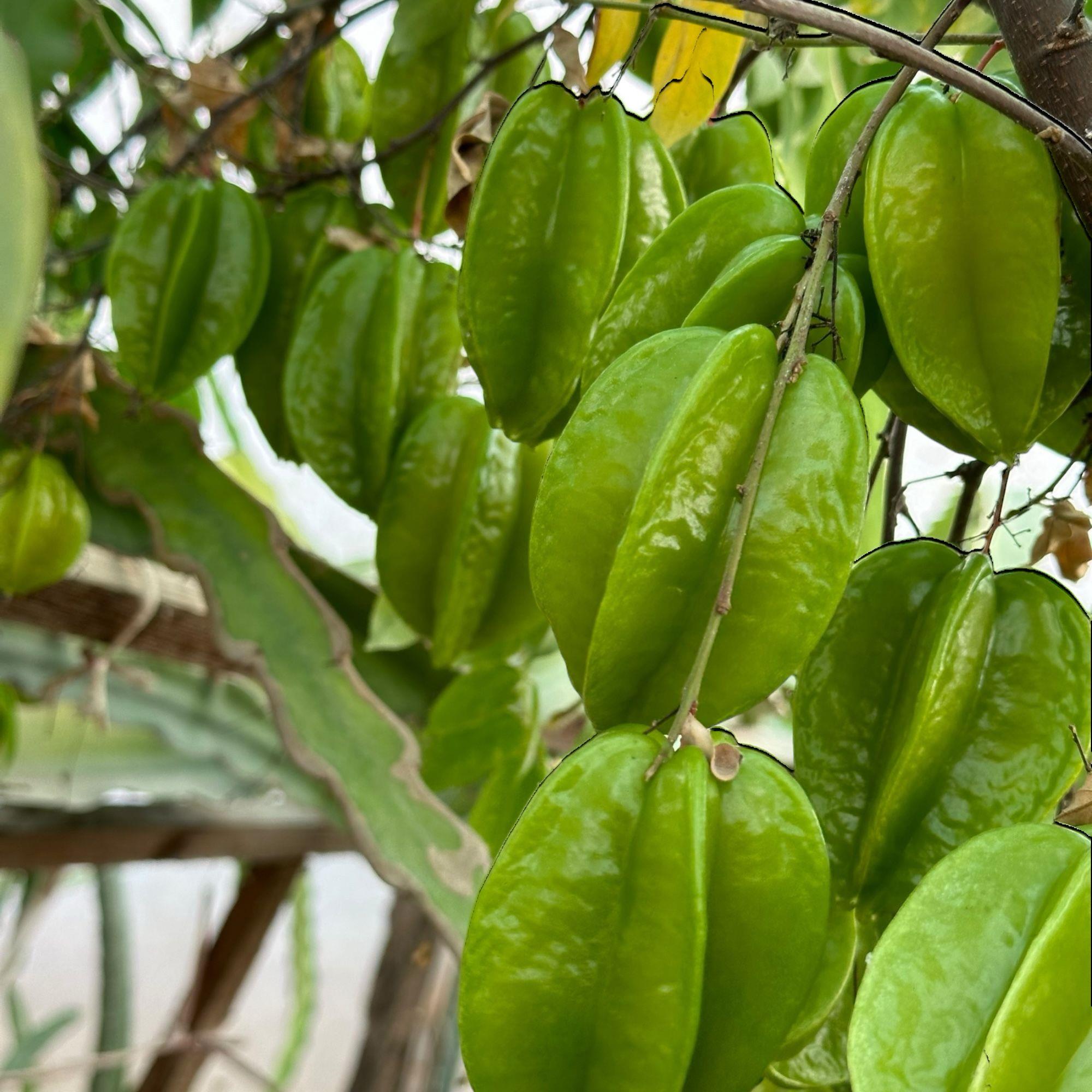 Carambola%20(Yıldız%20Meyvesi)%20Star%20Fruit%20Fidanı