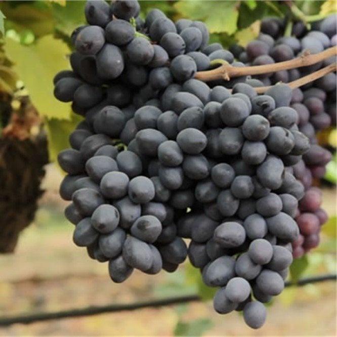 Nadir%20Çeşit%20Tüplü%20Grenache%20Üzüm%20Fidanı