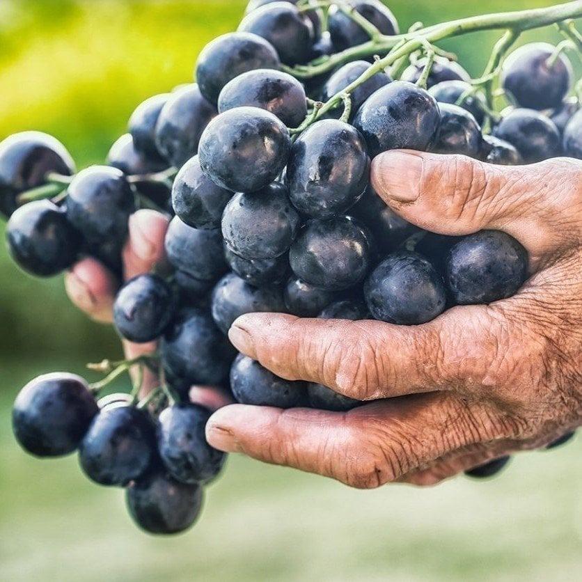 Nadir%20Bulunan%20Tüplü%20Denizli%20Çal%20Karası%20Şaraplık%20Üzüm%20Fidanı