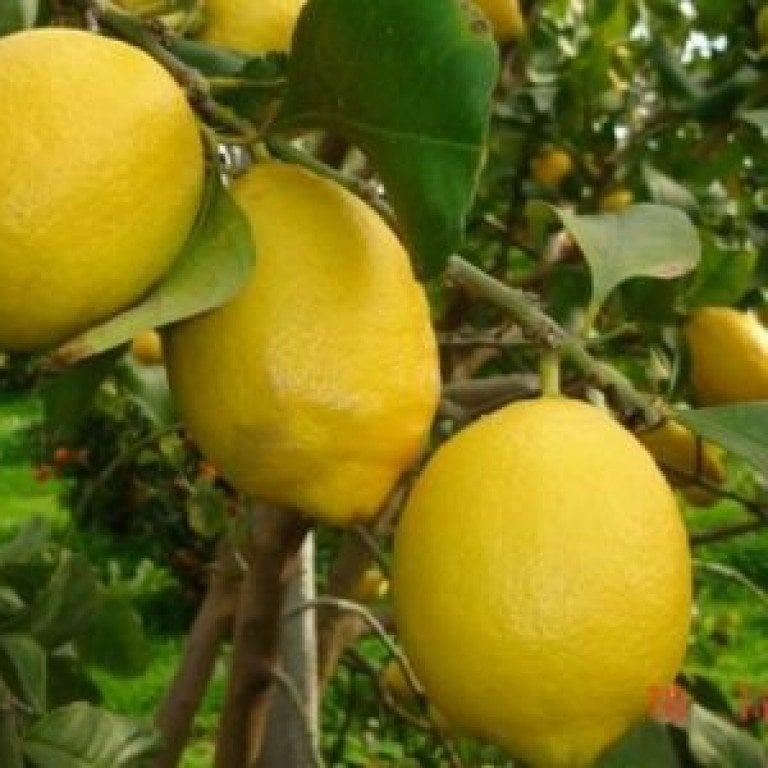 Dev%20Meyveli%20Extra%20Jumbo%20Tüplü%20Limon%20Fidanı