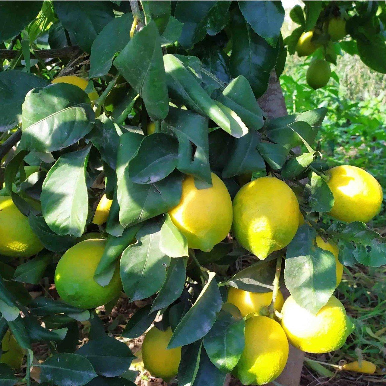 Nadir%20Bulunan%20İri%20Meyveli%20Uzun%20Zagara%20Bianca%20Tüplü%20Limon%20Fidanı