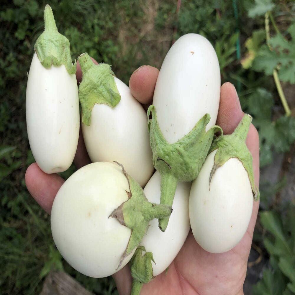 Japanese%20Egg%20White%20Patlıcan%20Tohumu%20(15%20tohum)