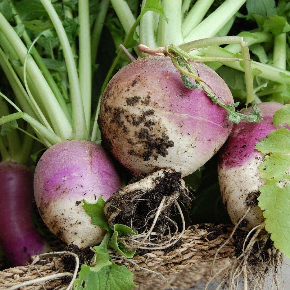 Şalgam%20Turpu%20(Turnip)%20Tohumu%2010%20gr%20Paket