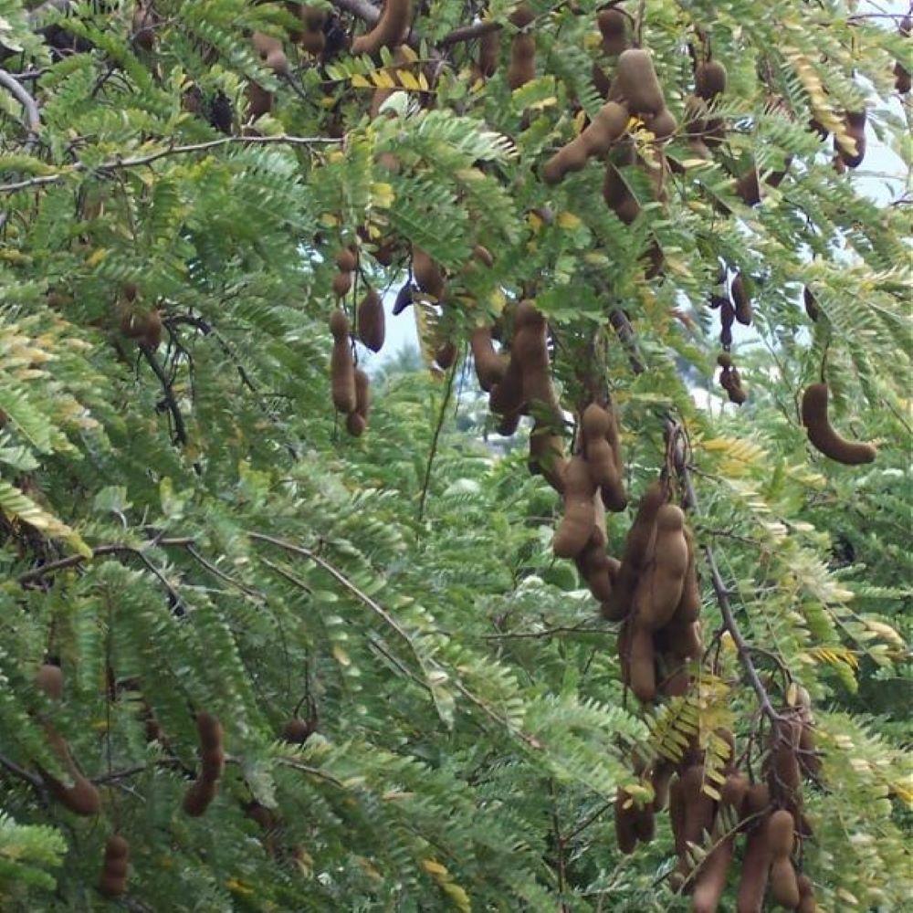 Tüplü%20Tamarind%20Demirhindi%20Fidanı%20(Hint%20Hurması)