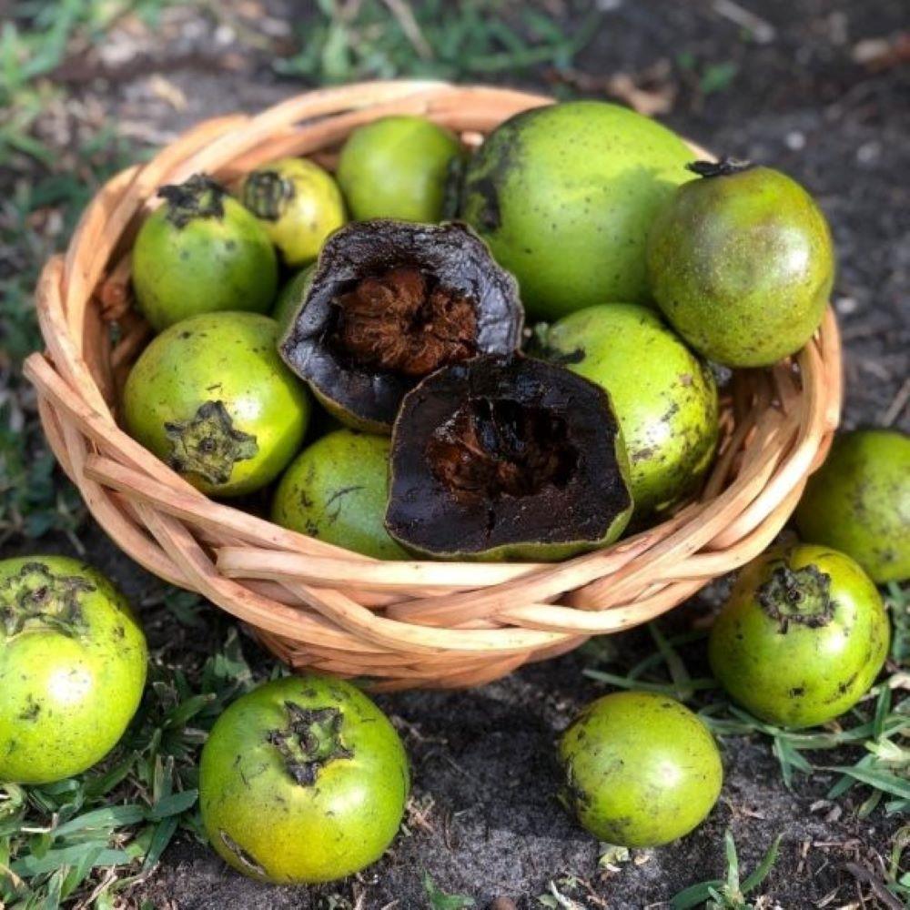 Tüplü%20Black%20Sapote%20(Çikolata%20Meyvesi)%20Fidanı