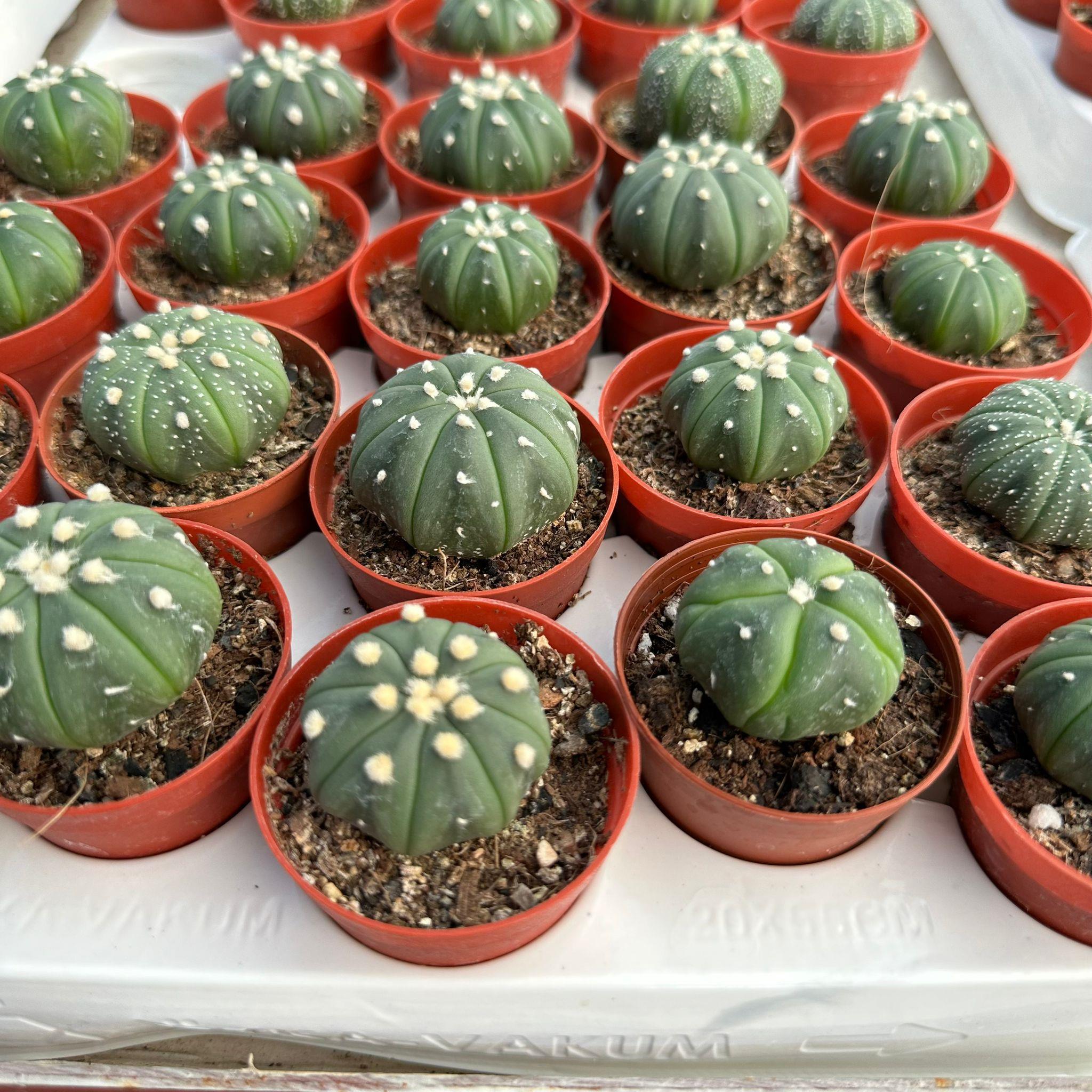 5.5%20lik%20Saksıda%20Echinopsis%20Subdenudata%20(Paskalya%20Zambağı)%20Kaktüsü