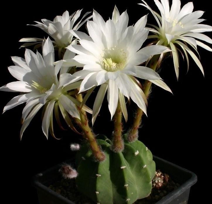 5.5%20lik%20Saksıda%20Echinopsis%20Subdenudata%20(Paskalya%20Zambağı)%20Kaktüsü