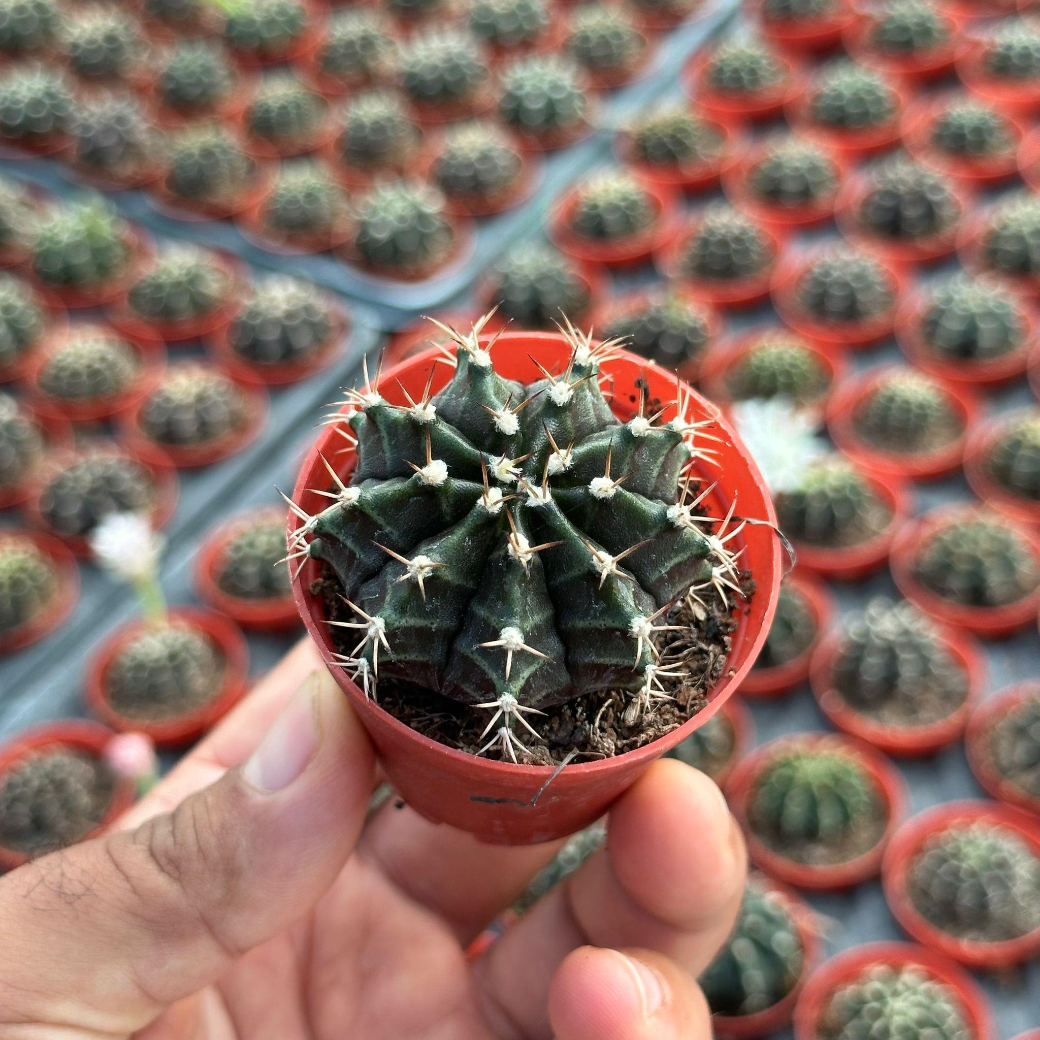 5.5%20luk%20Saksıda%20Gymnocalycium%20Mihanovichii%20(Çene)%20Kaktüsü