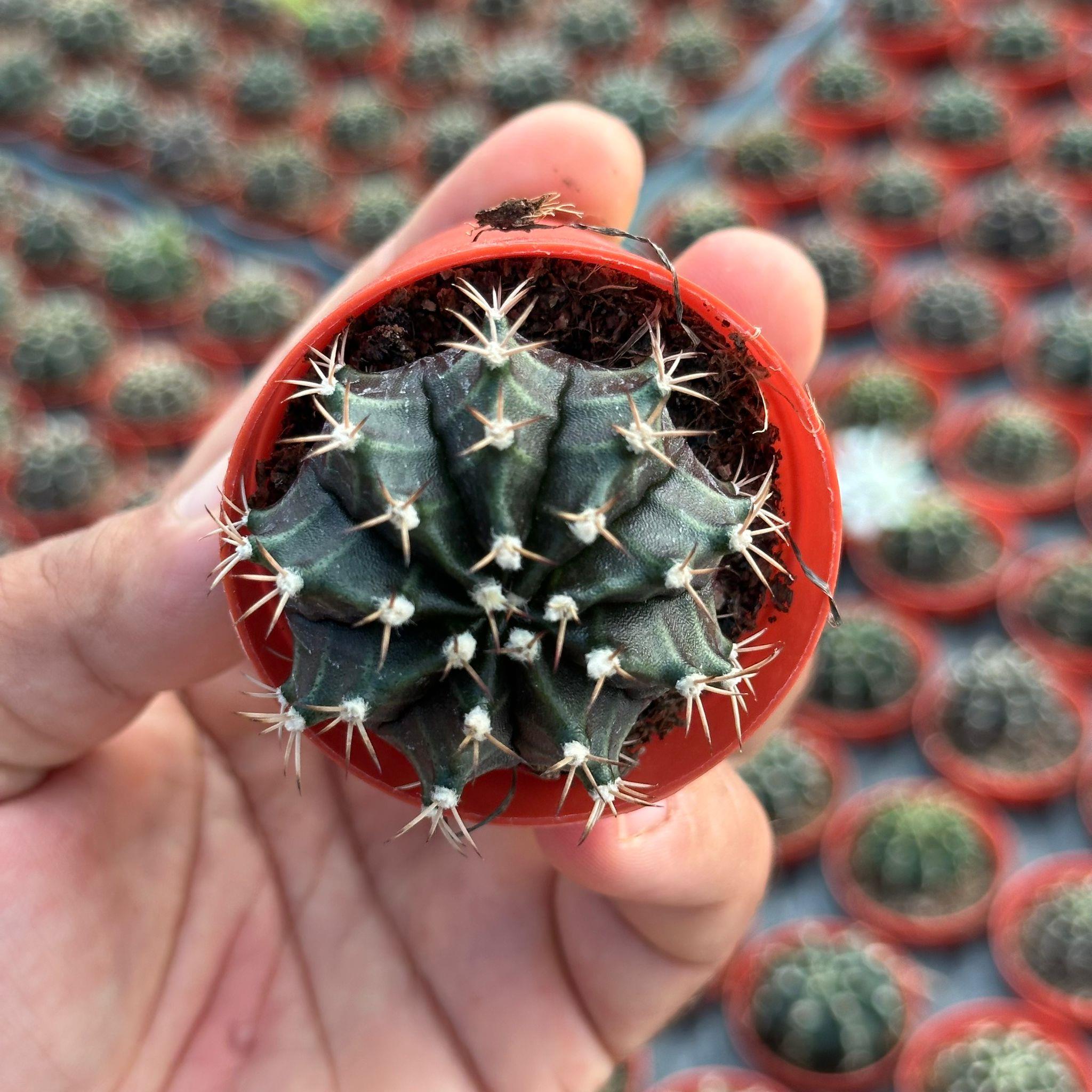 5.5%20luk%20Saksıda%20Gymnocalycium%20Mihanovichii%20(Çene)%20Kaktüsü