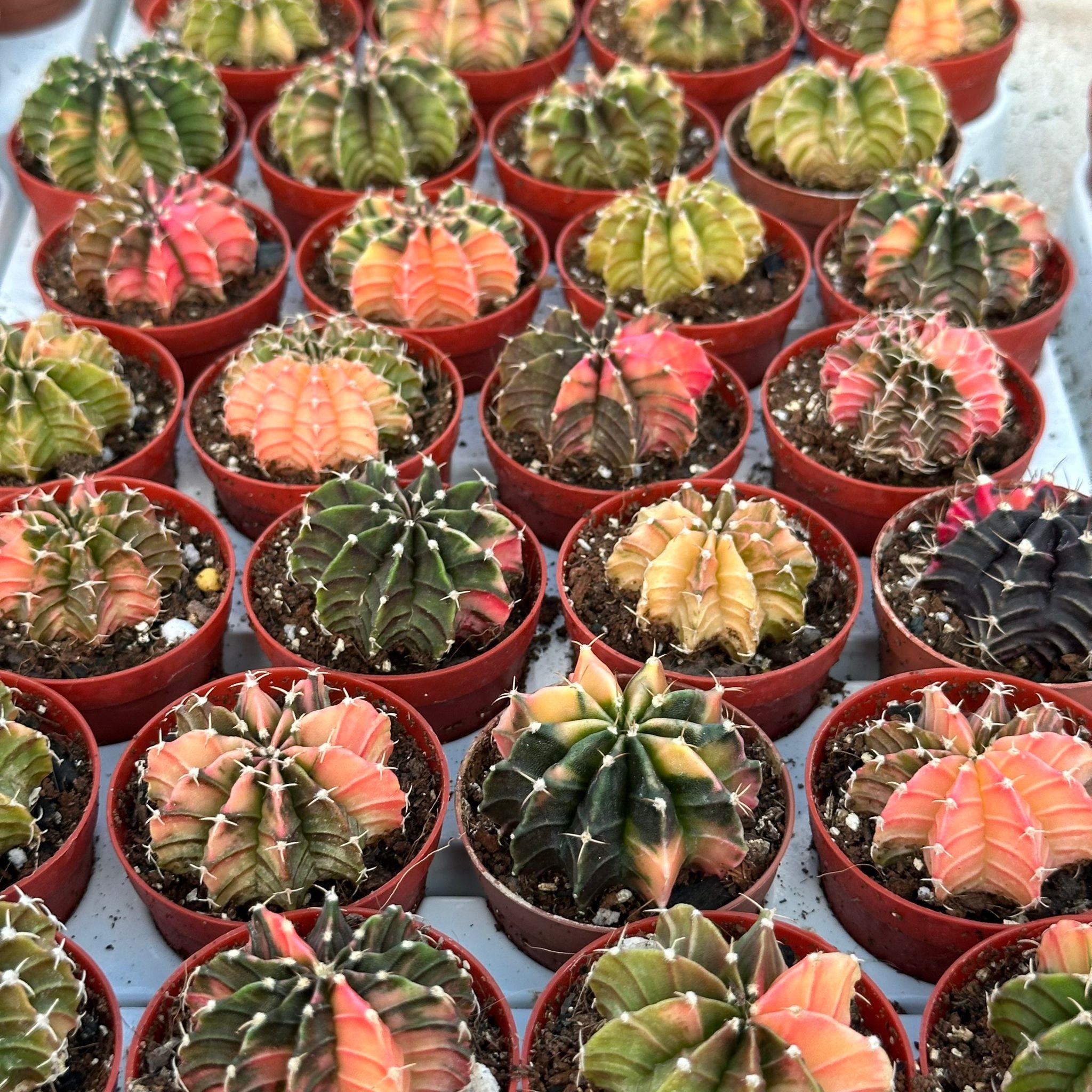 5.5%20lik%20Saksıda%20Gymno%20Gymnocalycium%20M.variegata%20%20Kaktüsü%20(Black%20Pearl)