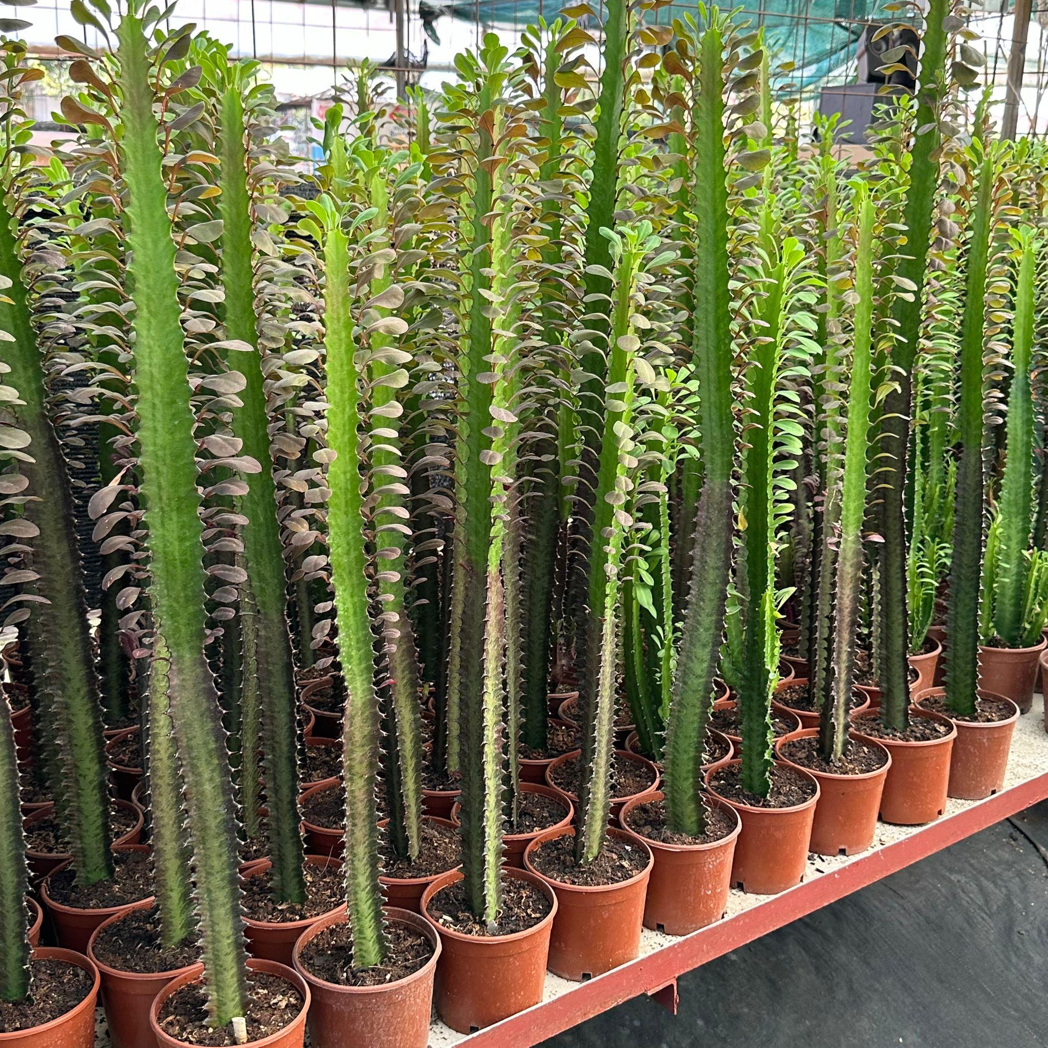 50%20cm%20ve%20Üzeri%20Boyda%20Sınırlı%20Sayıda%2010.5lik%20Saksıda,%20Euphorbia%20Trigona%20Red%20-%20Afrika%20Süt%20Ağacı%20Kaktüsü