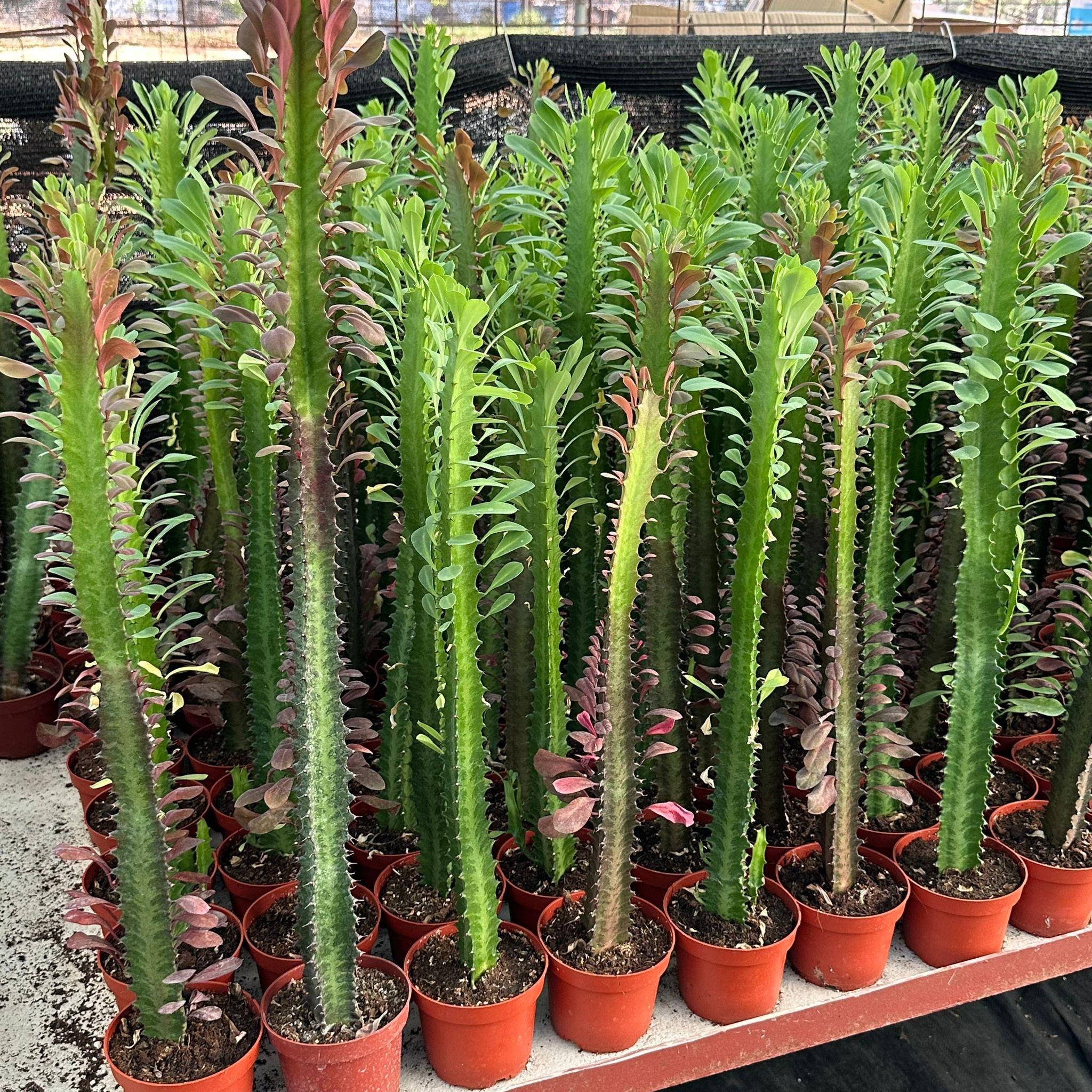 50%20cm%20ve%20Üzeri%20Boyda%20Sınırlı%20Sayıda%2010.5lik%20Saksıda,%20Euphorbia%20Trigona%20Red%20-%20Afrika%20Süt%20Ağacı%20Kaktüsü