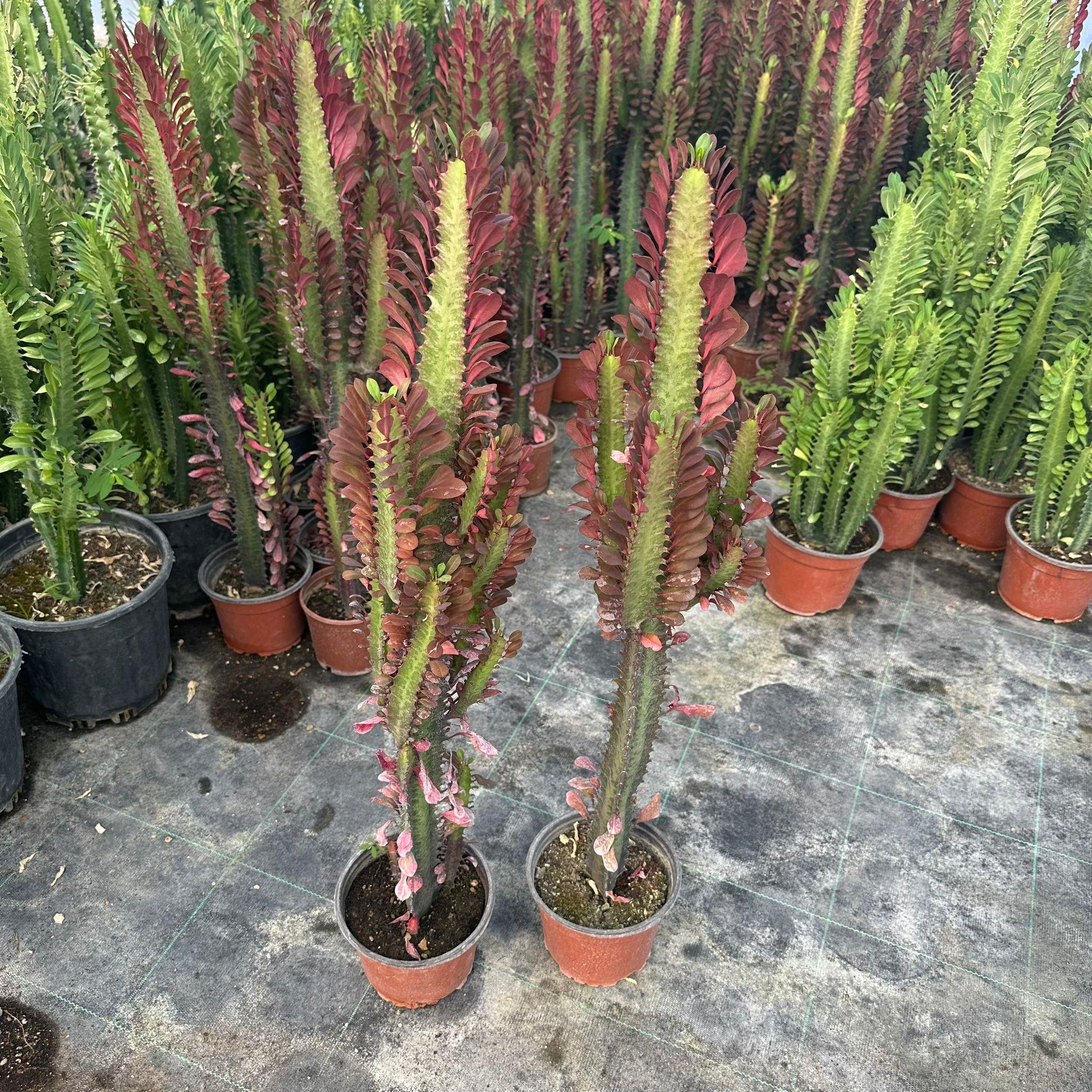 Sınırlı%20Üretim%20Bol%20Dallı%20Euphorbia%20Trigona%20Red%20-%20Afrika%20Kırmızı%20Süt%20Ağacı%20Kaktüsü