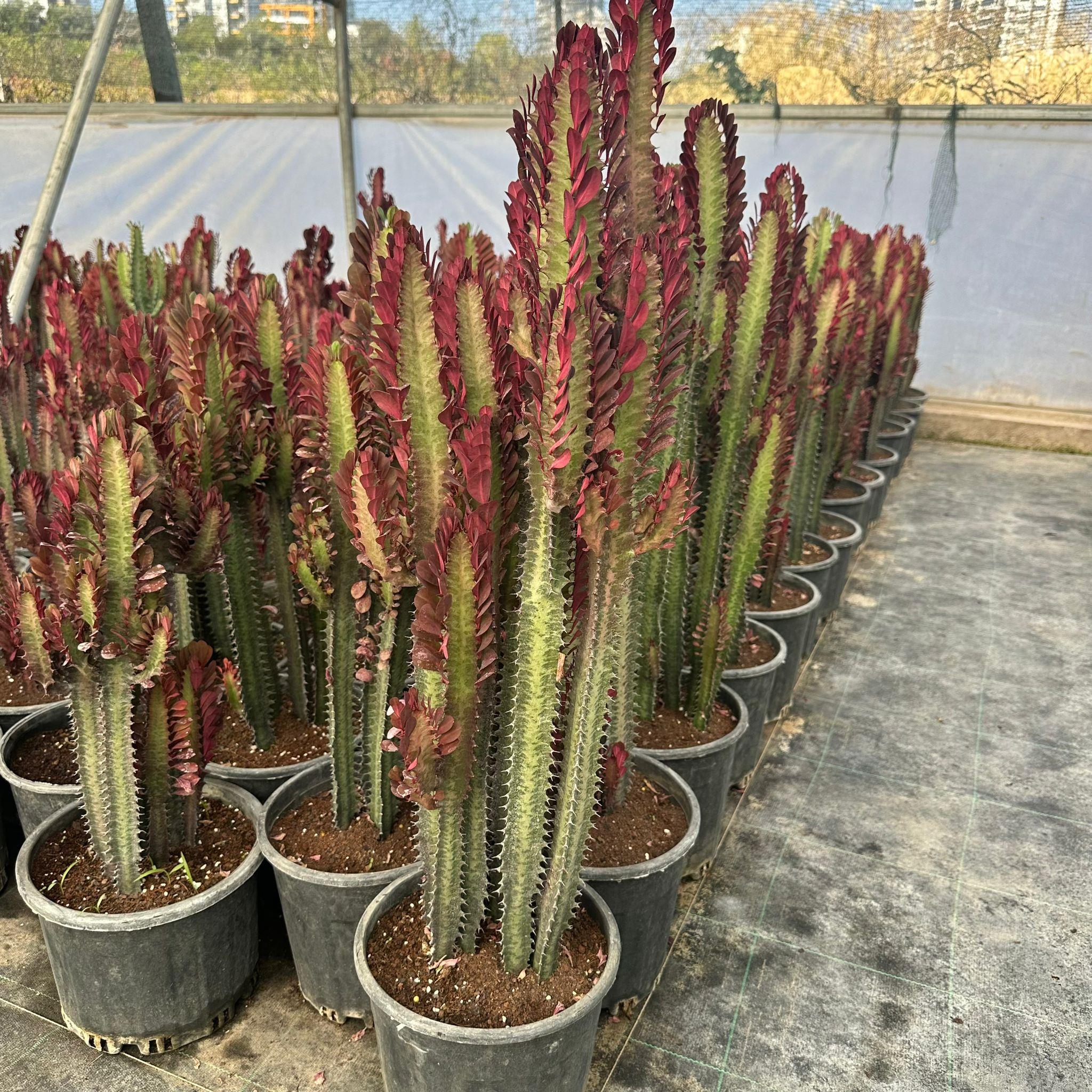 Büyük%20Boy%20Bol%20Dallı%20Euphorbia%20Trigona%20Red-%20Afrika%20Kırmızı%20Süt%20Ağacı