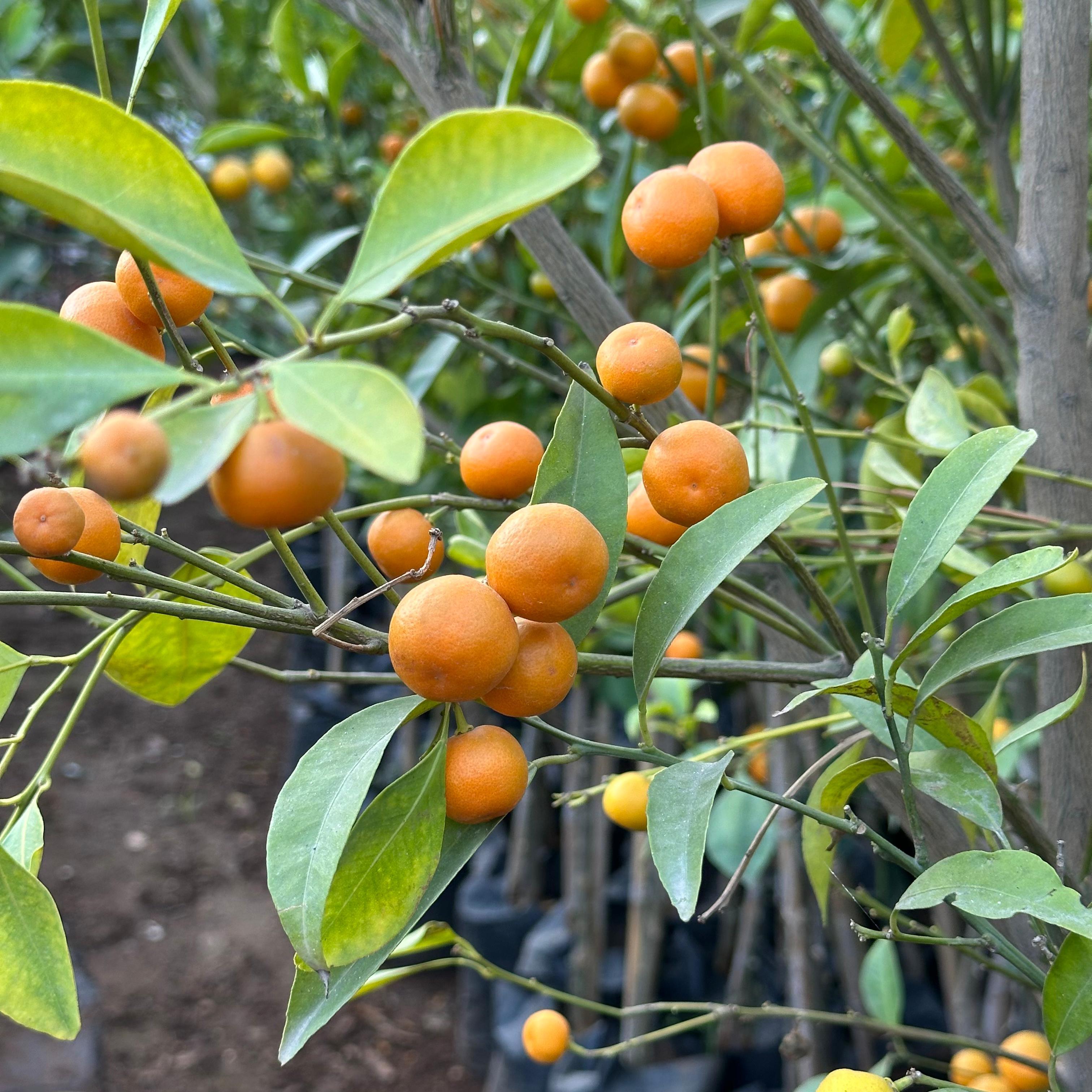 Bol%20Meyveli%20Mini%20Süs%20Mandalina%20(Yenilebilir)%20Fidanı,%20130%20Cm%20Üzeri%20Tüplü%20ve%20Aşılı