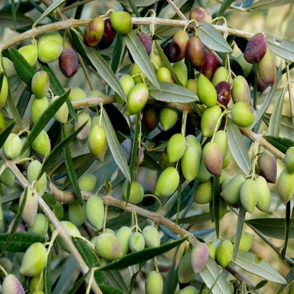 Sıkımlık%20ve%20Sofralık%20Tüplü%20Mersin%20Sivri%20Zeytini%20Fidanı